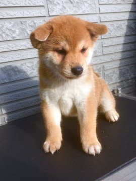 柴犬(標準サイズ)【京都府・男の子・2019年4月7日・赤】の写真「お待たせしました紅王神×紅百合女（初産）」