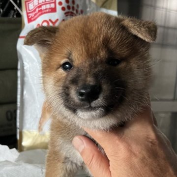 柴犬(標準サイズ)【京都府・女の子・2024年3月17日・赤】の写真「毛色が綺麗なのんびり屋の女の子」