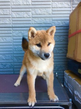 柴犬(標準サイズ)【京都府・男の子・2018年8月29日・赤】の写真「お待たせしました紅王神と優花姫の2胎目です。」