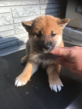 柴犬(標準サイズ)【京都府・男の子・2019年4月7日・赤】の写真「お待たせしました紅王神×紅百合女（初産）」