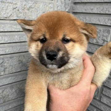 柴犬(標準サイズ)【京都府・男の子・2022年12月3日・赤】の写真「キリッとした顔ですが、のんびり屋さんです。」