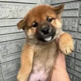 柴犬(標準サイズ)【京都府・男の子・2022年12月3日・赤】の写真1「1/16撮影　おっとりした中に凛々しさがあり、毛色が良い男の子です。発育順調、目型、乳歯（門歯）OK」