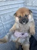 柴犬(標準サイズ)【京都府・男の子・2022年12月3日・赤】の写真2「12/24撮影 毛色、耳差し良好、将来有望です。」