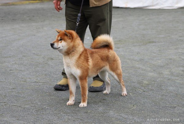 柴犬 オス 赤 2020/09/10生まれ 京都府 交配犬ID:2204-b0003