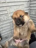 柴犬(標準サイズ)【京都府・男の子・2022年12月3日・赤】の写真3「12/17撮影」