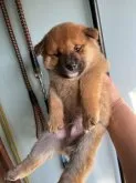 柴犬(標準サイズ)【京都府・男の子・2022年12月3日・赤】の写真4「1/4撮影」