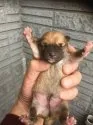 柴犬(標準サイズ)【京都府・男の子・2019年4月7日・赤】の写真5「生まれた当日撮影」