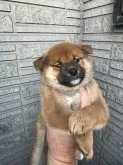 柴犬(標準サイズ)【京都府・男の子・2022年12月3日・赤】の写真5「1/9撮影 できれば展覧会に出して欲しいレベルです。」