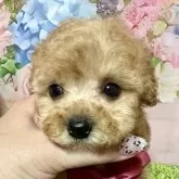 タイニープードル【岡山県・女の子・2025年9月26日・アプリコット】の写真11