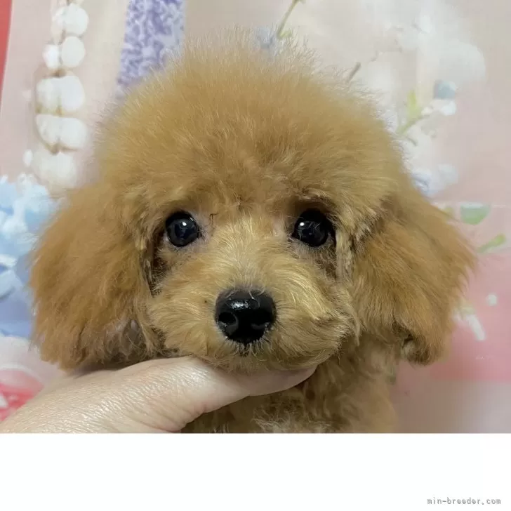 タイニープードル【岡山県・男の子・2025年7月11日・レッド】の写真1