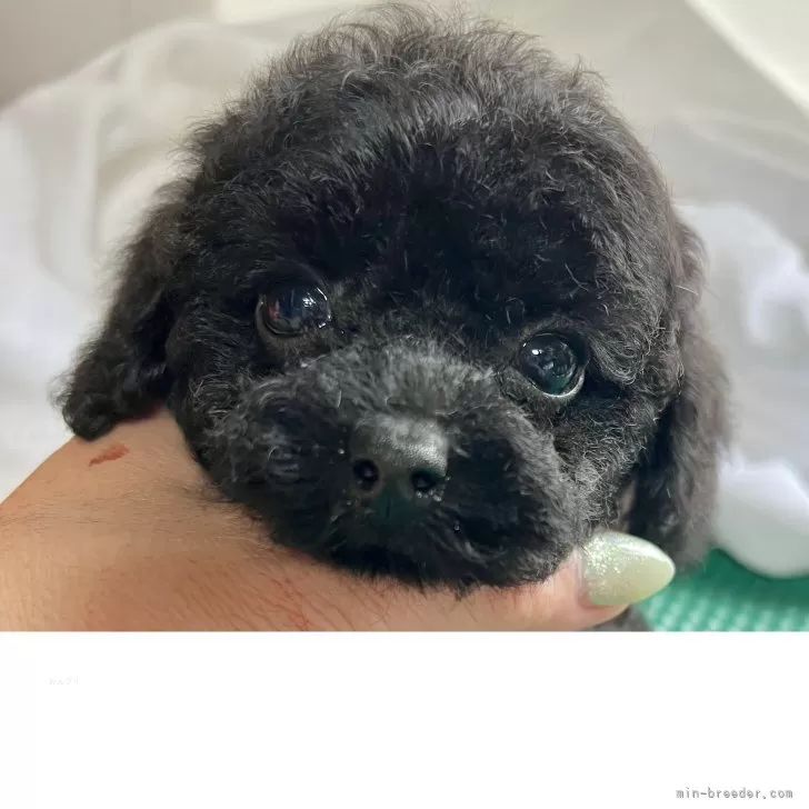 ID:2506-02202の子犬