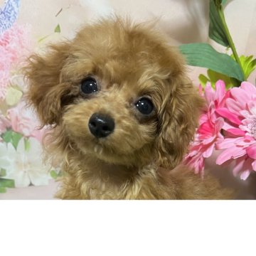 トイプードル(ティーカップ)【岡山県・女の子・2024年12月4日・レッド】の写真「赤ちゃん抱っこで寝んねします！」