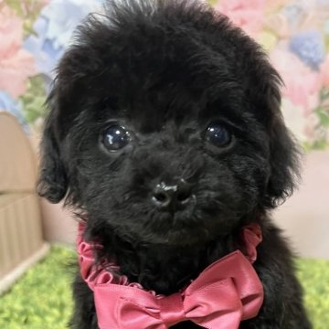 トイプードル(ティーカップ)【岡山県・女の子・2025年2月3日・ブラック】の写真「18日迄にお迎えの方限定25万円！」