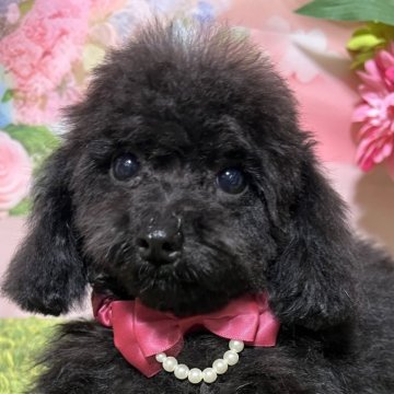 タイニープードル【岡山県・女の子・2025年7月5日・ブラック】の写真「ぷっくりふわふわちゃん本当に可愛いんです！」
