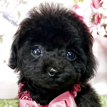 トイプードル(ティーカップ)【岡山県・女の子・2025年2月3日・ブラック】の写真「チビチビちゃん！本当に小さいです！！」