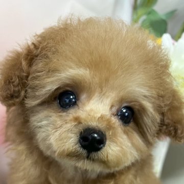 トイプードル(タイニー)【岡山県・男の子・2024年11月21日・レッド】の写真「本当に可愛いんです！」