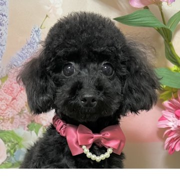 トイプードル(ティーカップ)【岡山県・女の子・2025年3月18日・ブラック】の写真「ティーカップ確定の女の子！現在の1.4kです。」