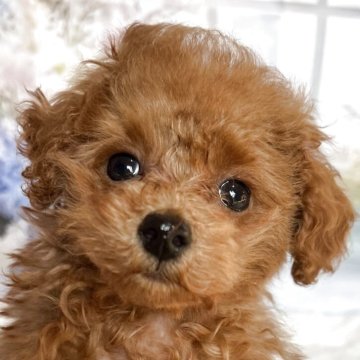 岡山県のティーカッププードルの子犬を探す｜ブリーダー直販の