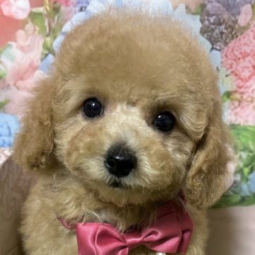 トイプードル(タイニー)【岡山県・女の子・2025年6月29日・アプリコット】の写真「これからもっと可愛くなります。」