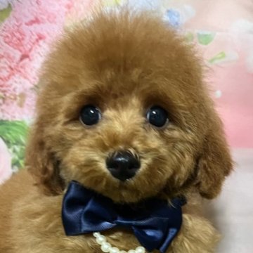 トイプードル(タイニー)【岡山県・男の子・2025年7月14日・レッド】の写真「胸にワンポイント僕ちゃん」
