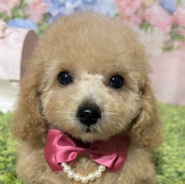 トイプードル(タイニー)【岡山県・女の子・2025年6月29日・アプリコット】の写真「写真写りが悪いのですが実物は可愛いんです。」