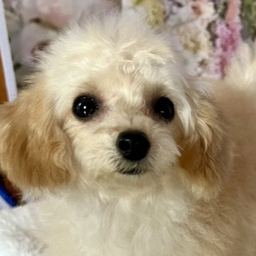 トイプードル(ティーカップ)【岡山県・女の子・2024年12月25日・アプリコット】の写真「今のところ大人しめの女の子　実物は可愛いです！」