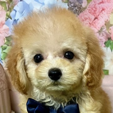 トイプードル(タイニー)【岡山県・男の子・2025年7月27日・アプリコット】の写真「つぶらな瞳が可愛い男の子大人しいです」