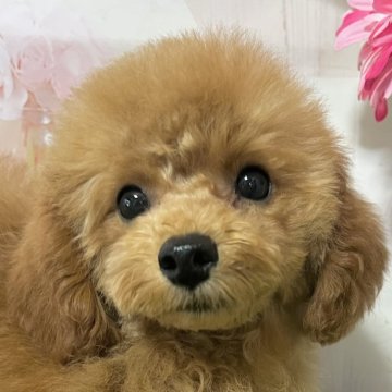 トイプードル(タイニー)【岡山県・男の子・2024年8月4日・レッド】の写真「とても性格良く可愛いで。」