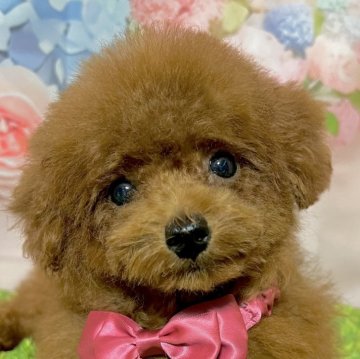 ティーカッププードル【岡山県・女の子・2025年6月11日・レッド】の写真「ティーカップ小さめ予想の甘えん坊姫！」