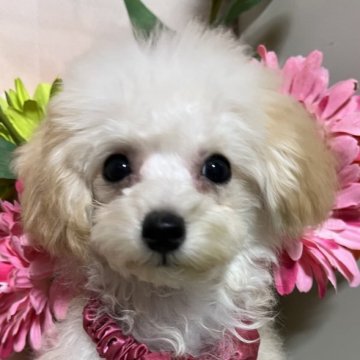 トイプードル(ティーカップ)【岡山県・女の子・2025年4月13日・クリーム】の写真「18日までにお迎えの方限定！生体価格30万円！！」
