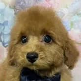 タイニープードル