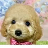 ティーカッププードル