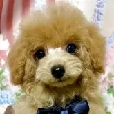 タイニープードル