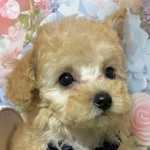 トイプードル(タイニー)