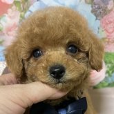トイプードル(タイニー)