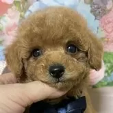 タイニープードル