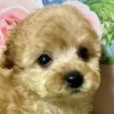 タイニープードル