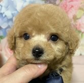 トイプードル(ティーカップ)