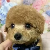 タイニープードル