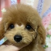トイプードル(タイニー)