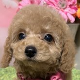 トイプードル(タイニー)