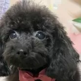 タイニープードル