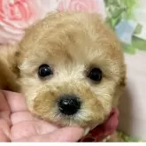 タイニープードル【岡山県・女の子・2025年9月26日・アプリコット】の写真3