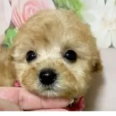 タイニープードル【岡山県・女の子・2025年9月26日・アプリコット】の写真4