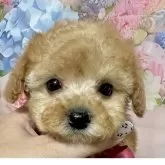 タイニープードル【岡山県・女の子・2025年9月26日・アプリコット】の写真9