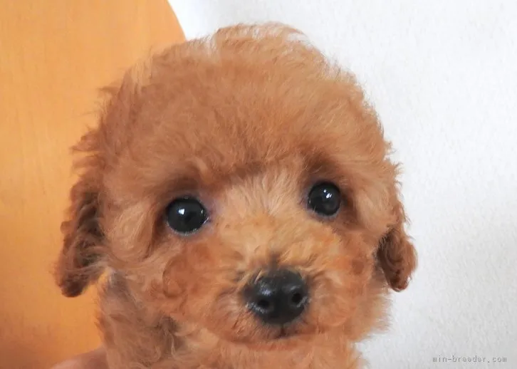 ID：1603-01512の子犬