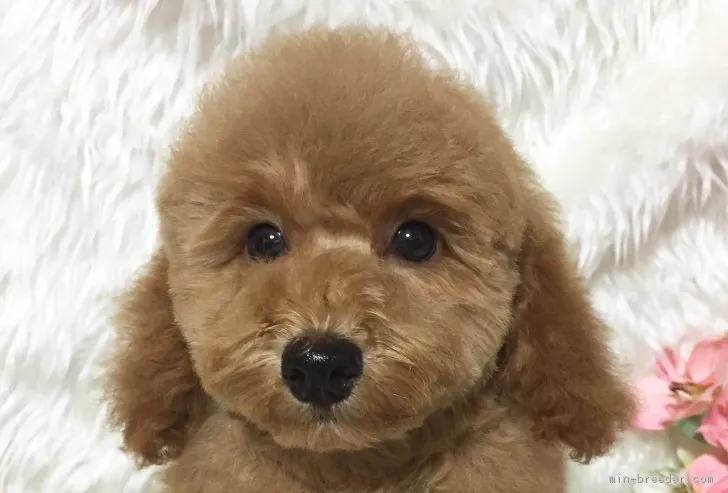 Avril 様のお迎えした子犬