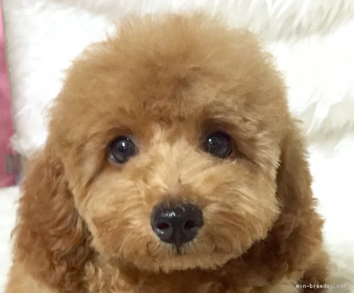 ソラ 様のお迎えした子犬