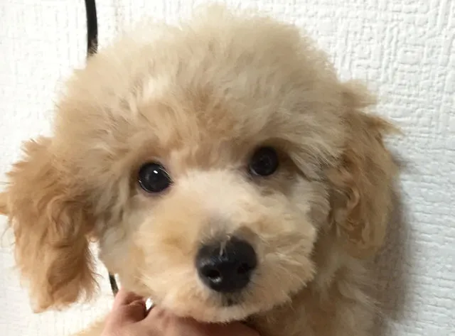 ID:1607-00876の子犬