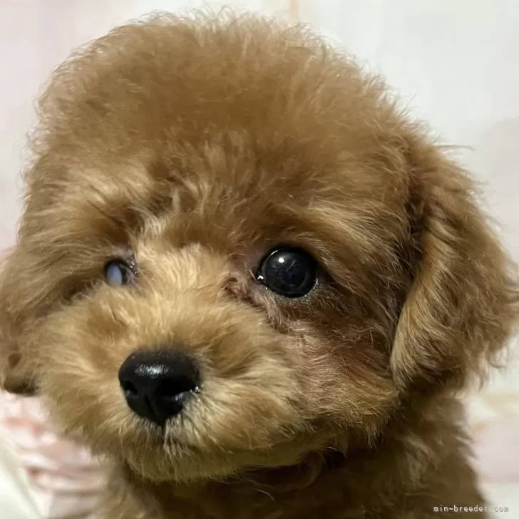 ちさき 様のお迎えした子犬